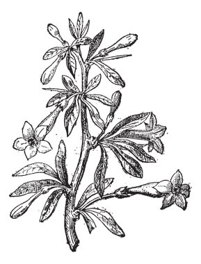 Wolfberry (Lycium europaeum) or goji berry flower and plant, vin clipart