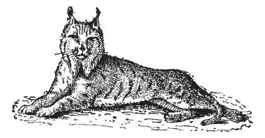 Lynx or Bobcat or Lynx lynx, vintage engraving clipart