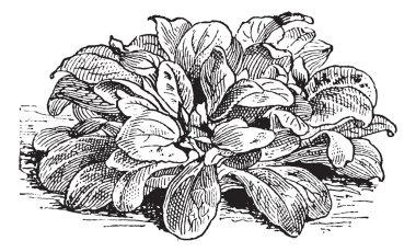 Mısır salata veya valerianella locusta, antika gravür