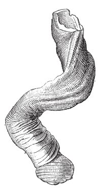 magilus mercan salyangoz veya magilus antiquus, antika gravür