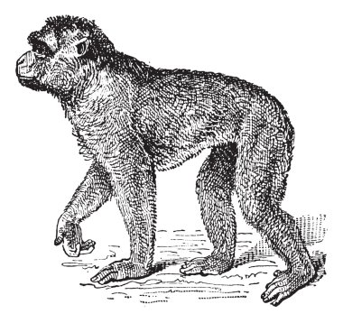 Barbary Macaque or Macaca sylvanus, vintage engraving clipart