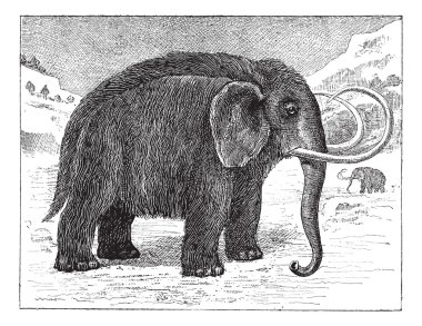 Mammoth or Mammuthus sp., vintage engraving clipart