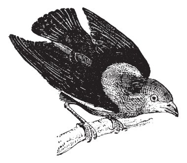 Manakin or Pipridae, vintage engraving clipart