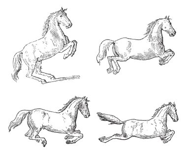 Classical Horse Dressage Movements, vintage engraving clipart