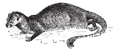 Mongoose or Herpestidae, vintage engraving clipart