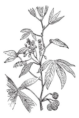 Cassava veya manihot esculenta, antika gravür