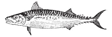 Atlantic Mackerel or Scomber scombrus, vintage engraving clipart
