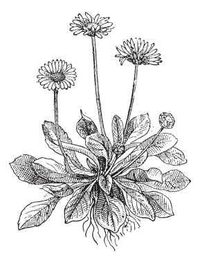 Common Daisy or Bellis perennis, vintage engraving clipart