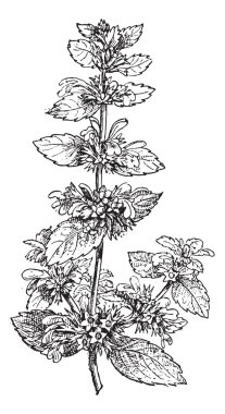 Black Horehound or Ballota nigra, vintage engraving clipart