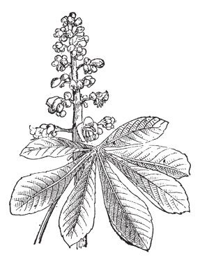 Indian Chestnut or Aesculus sp., vintage engraving clipart