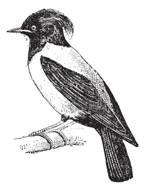 Purple Martin or Progne subis, vintage engraving clipart