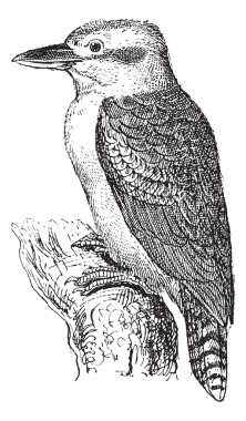 Woodland Kingfisher or Halcyon senegalensis, vintage engraving clipart