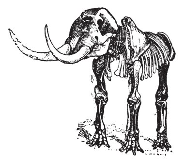 Mastodon or Mammut sp., vintage engraving clipart