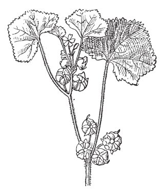 Roundleaf Mallow or Malva neglecta, vintage engraving clipart