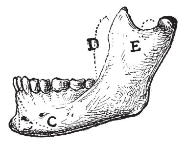 Human Mandible, vintage engraving clipart