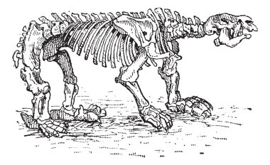 Megatheriid Ground Sloth or Megatherium sp., vintage engraving clipart