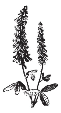Melilot or Melilotus sp., vintage engraving clipart