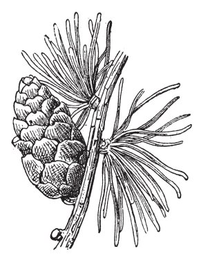 Tamarack Larch or Larix laricina, vintage engraving clipart