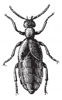 Blister Beetle or Meloe sp., vintage engraving