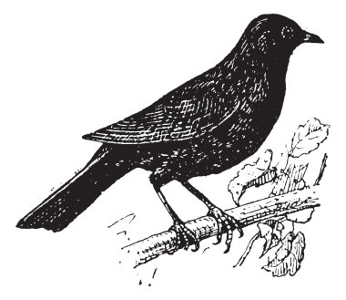 Common Blackbird or Turdus merula, vintage engraving clipart