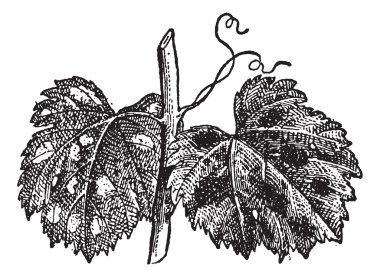 Powdery Mildew or Blumeria graminis, vintage engraving clipart