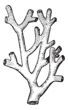 Fire Coral or Millepora sp., vintage engraving clipart