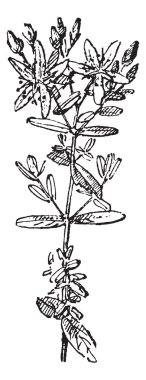 Saint John's Wort or Hypericum perforatum, vintage engraving clipart