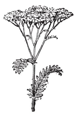 ortak civanperçemi veya achillea millefolium, antika gravür