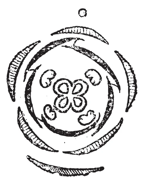 Verbena veya verbenaceae, antika gravür — Stok Vektör