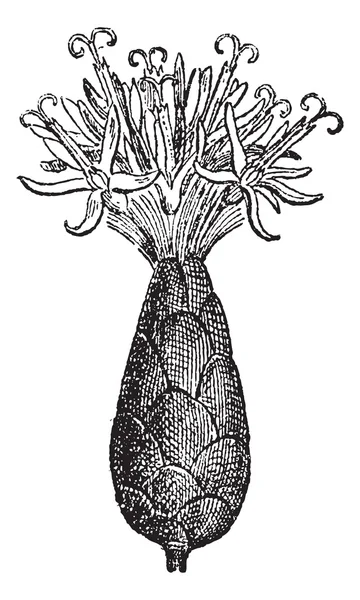 Ironweed veya vernonia sp., antika gravür — Stok Vektör