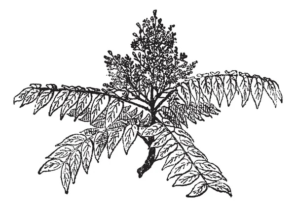 Ağaç cennet ya da ailanthus altissima antika gravür — Stok Vektör