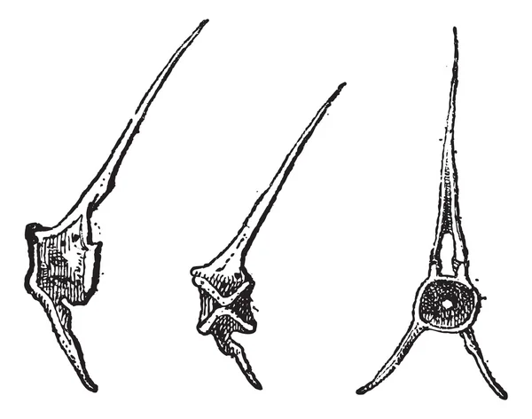 Balık vertebra, antika gravür — Stok Vektör