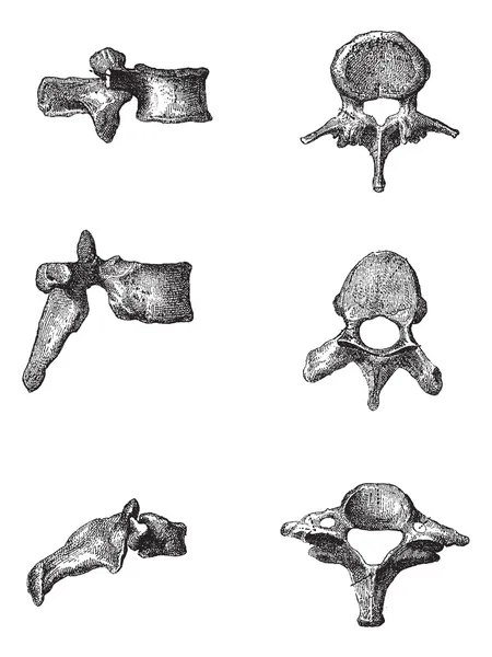 Insan vertebra, antika gravür — Stok Vektör
