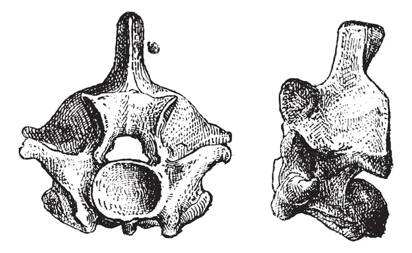Sürüngen vertebra, antika gravür — Stok Vektör