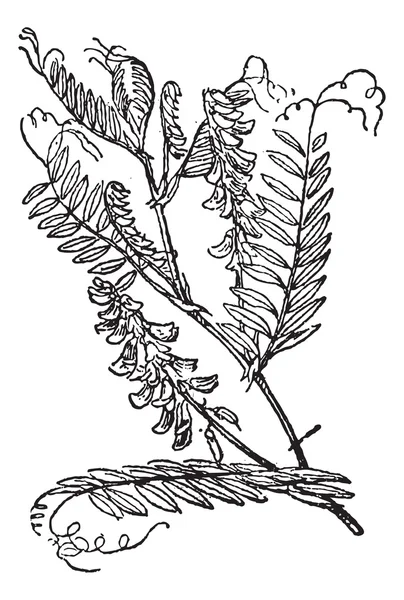 Vetch copetudo o Vicia cracca, grabado vintage — Vector de stock