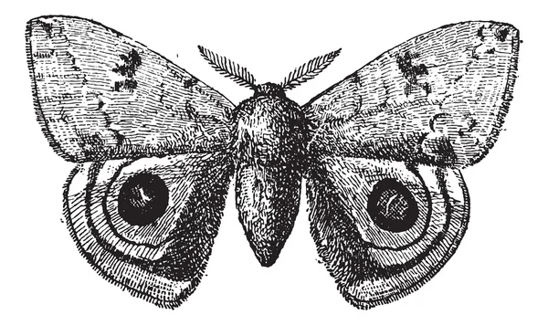 Европейский павлин или павлин бабочка, винтажная гравировка . — стоковый вектор