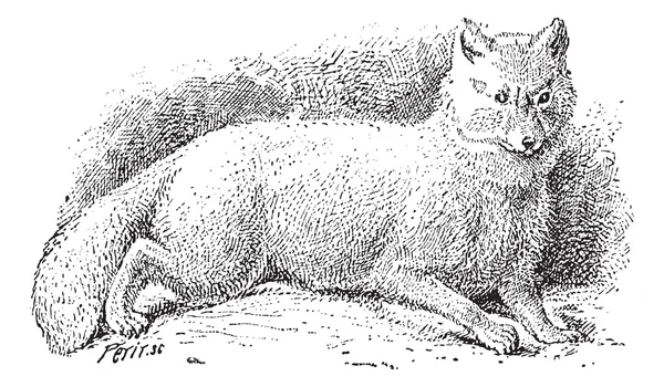 北极狐 (vulpes 蓝狐） 或老式的白狐雕刻. — 图库矢量图片