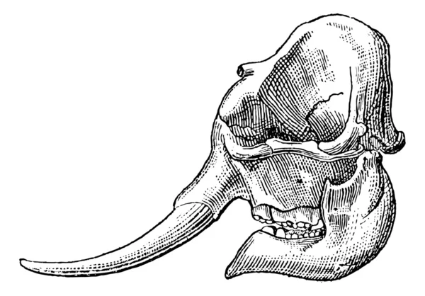 Ivory, olifant tusk, vintage gravure. — Stockvector
