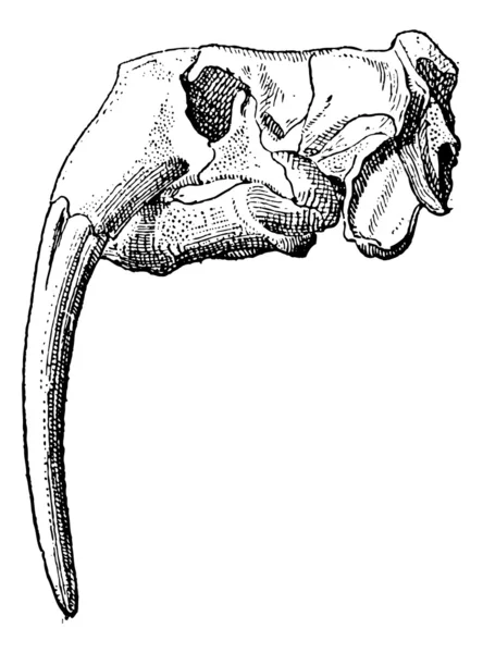 Marfil, cráneo de morsa, grabado vintage . — Archivo Imágenes Vectoriales
