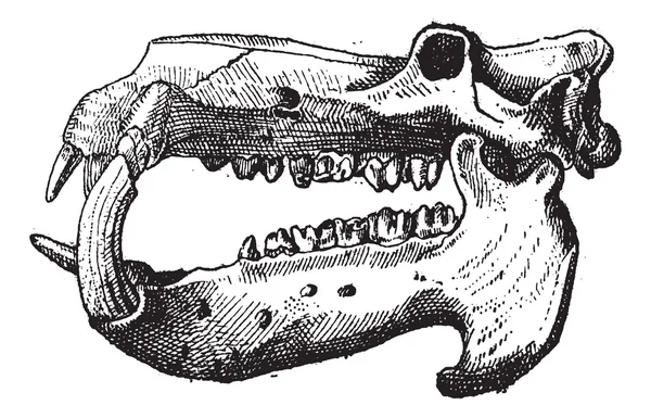 Marfim, Caveira de hipopótamo, gravura vintage . — Vetor de Stock