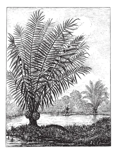Ivory tree (Phytelephas macrocarpa), vintage engraving. — Stock Vector