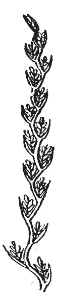 毒麦食物中毒或稗子，复古雕刻. — 图库矢量图片