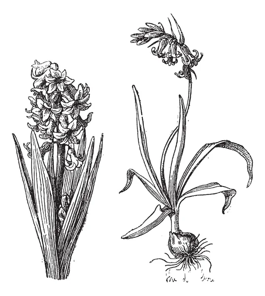 Hyacinth, Bluebell, gravura vintage . — Vetor de Stock