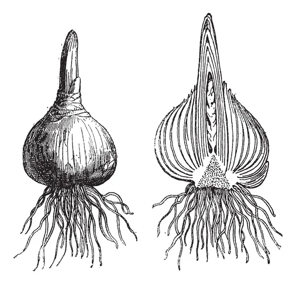 Hyacinth whole onion, Hyacinth cut onion, vintage engraving. — Stock Vector