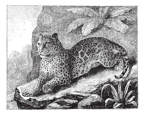 Jaguar, vintage engraving. — Stock Vector