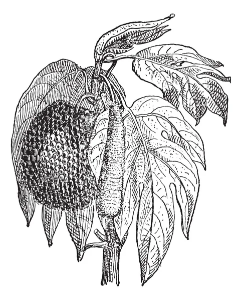 Jackfrucht (artocarpus heterophyllus), vintage gravur. — Stockvektor