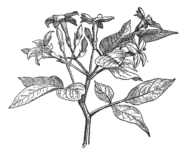 Jasmijn of jasminum, vintage gravure. — Stockvector