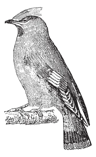 Богемское восковое крыло (Bombycilla garrulus), винтажная гравировка . — стоковый вектор