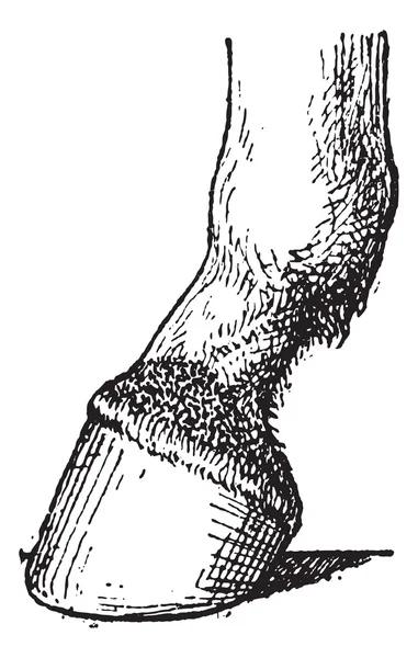 Javart formato ai piedi del cavallo, incisione vintage . — Vettoriale Stock