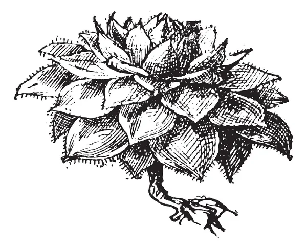 Houseleek или Sempervivum sp., винтажная гравировка — стоковый вектор